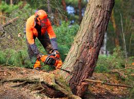 How Our Tree Care Process Works  in  West Dundee, IL